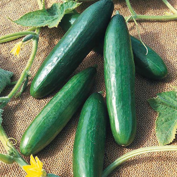 Burpless Bush Cucumber Seed