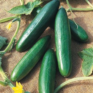 Burpless Bush Cucumber Seed