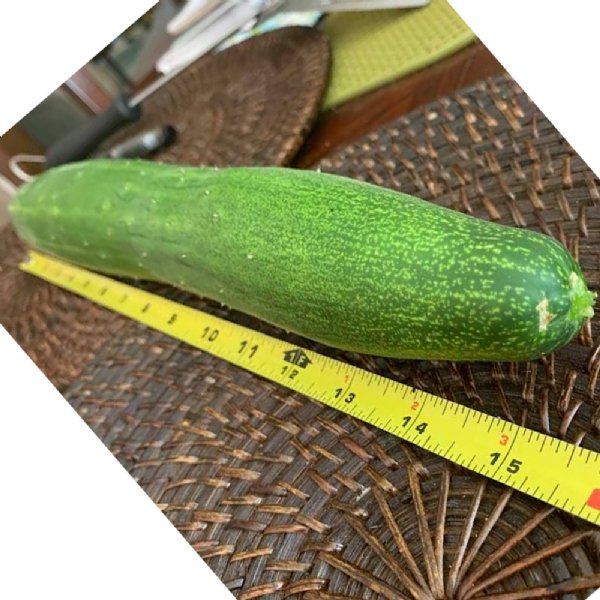 Burpless Supreme Cucumber Seed