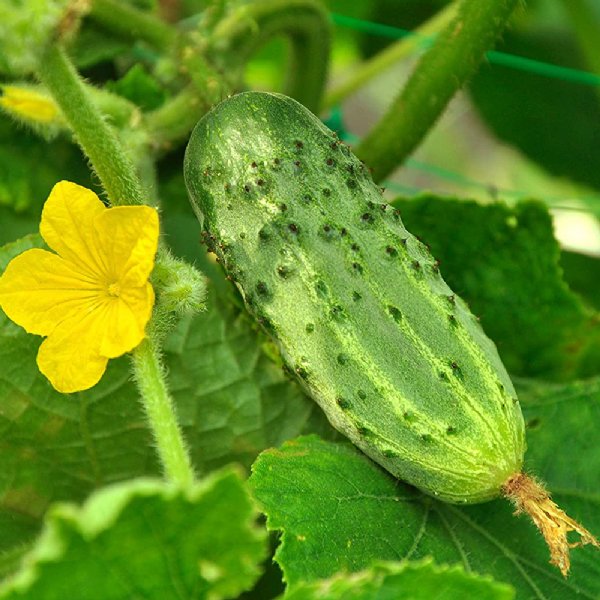 Bush Pickle Cucumber Seed