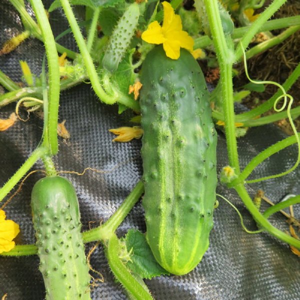 Bushy Cucumber Seed