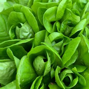 Butter Crunch Lettuce Seed