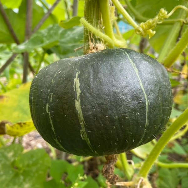 Buttercup Burgess Bush Squash Seed