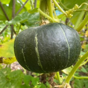 Buttercup Burgess Bush Squash Seed