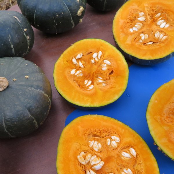 Buttercup Burgess Strain Squash Seed