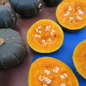 Buttercup Burgess Strain Squash Seed