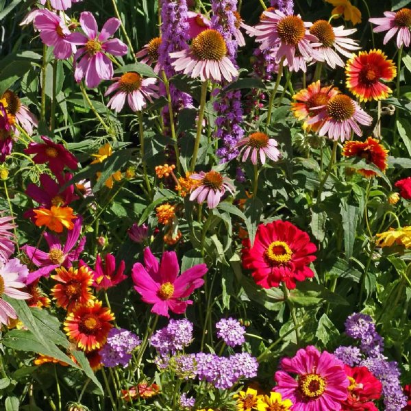 Butterfly Wildflower Mix Seed