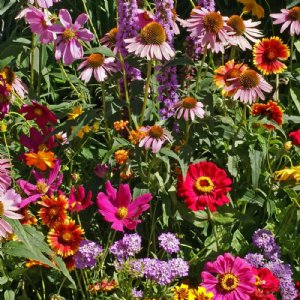 Butterfly Wildflower Mix Seed