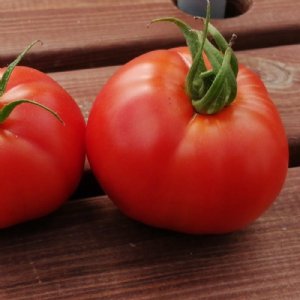 Cal Ace VF Tomato Seeds