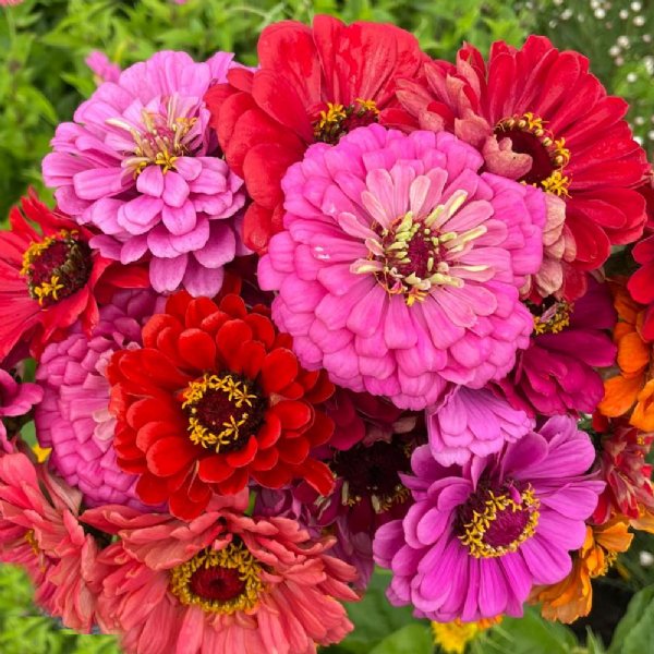 California Giant Mix Zinnia Seeds