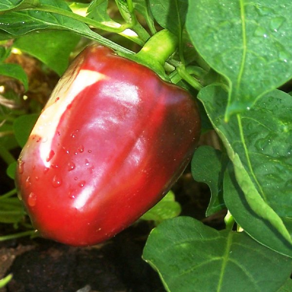 California Wonder Pepper Seed