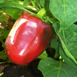 California Wonder Pepper Seed