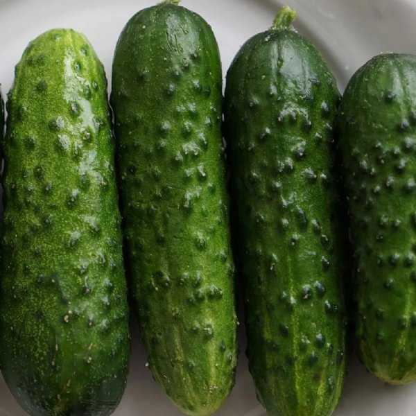 Calypso Cucumber Seed