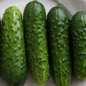 Calypso Cucumber Seed