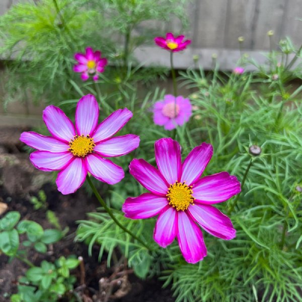 Candy Stripe Cosmos Seed