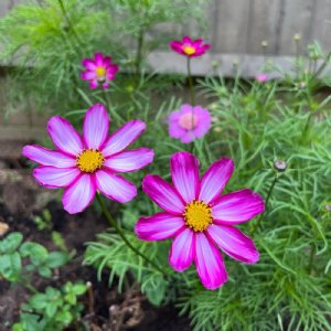 Candy Stripe Cosmos Seed