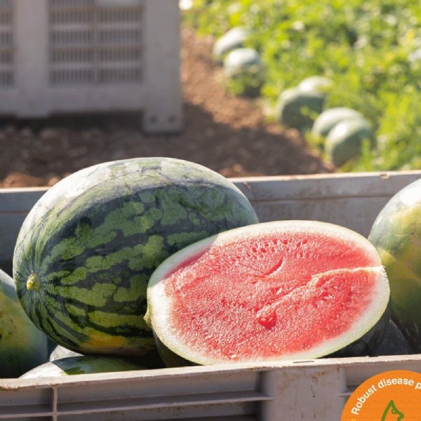 Captivation Watermelon Seed