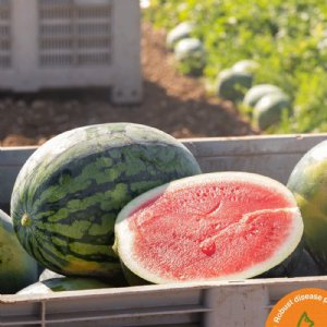 Captivation Watermelon Seed