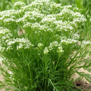 Caraway Seed