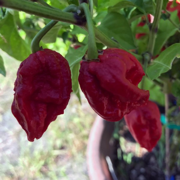 Carolina Reaper Pepper Seed