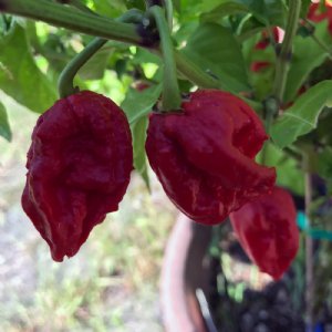 Carolina Reaper Pepper Seed