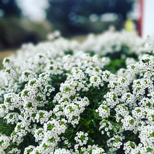 Carpet of Snow Alyssum Seed