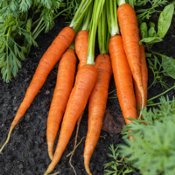 Carrot Seeds