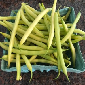 Carson Wax Bean Seed