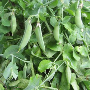 Cascadia Pea Seed