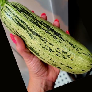 Caserta Zucchini Squash Seed