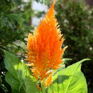 Castle Orange Celosia Seed