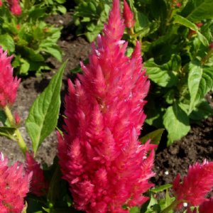 Castle Pink Celosia Seed