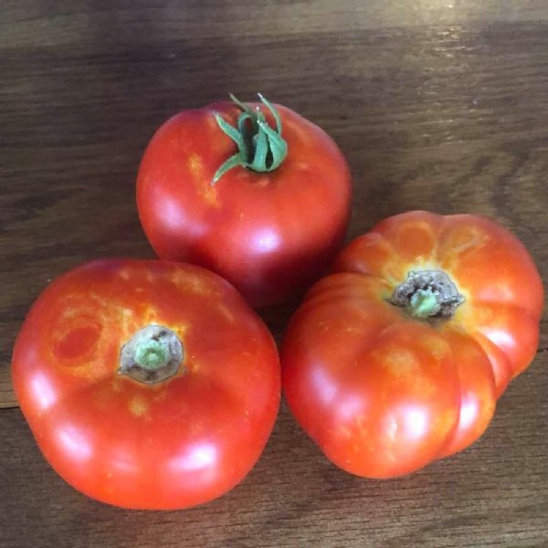 Castle Rock Tomato Seeds