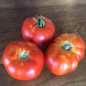 Castle Rock Tomato Seeds