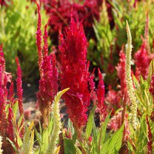 Castle Scarlet Celosia Seed