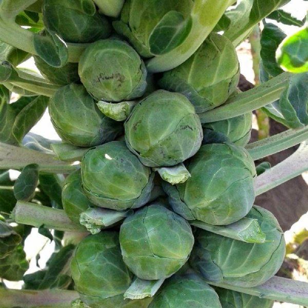 Catskill Brussel Sprouts Seed