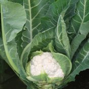 Cauliflower Seeds