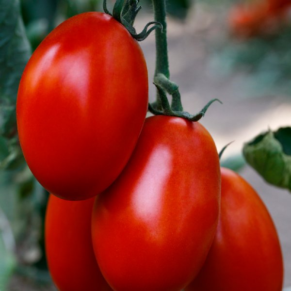 Cedro Tomato Seeds