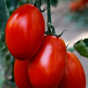 Cedro Tomato Seeds