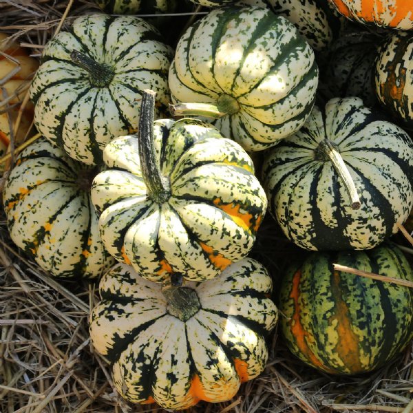 Celebration Squash Seed