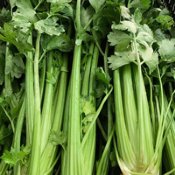 Celery Seeds