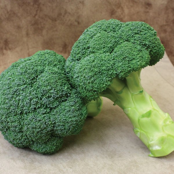 Centennial Broccoli Seed