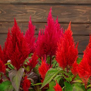 Century Fire Celosia Seed