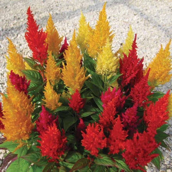 Century Mix Celosia Seed