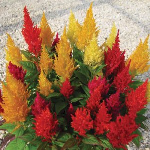 Century Mix Celosia Seed