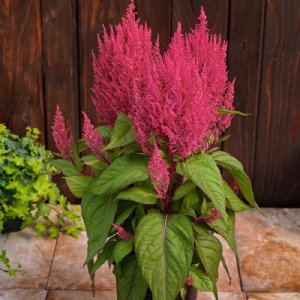 Century Pink Celosia Seed