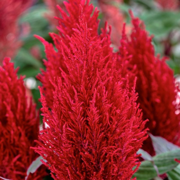 Century Red Celosia Seed