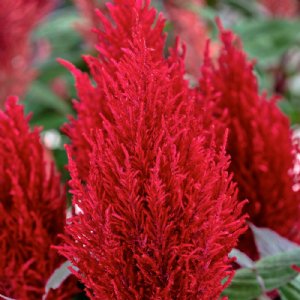 Century Red Celosia Seed