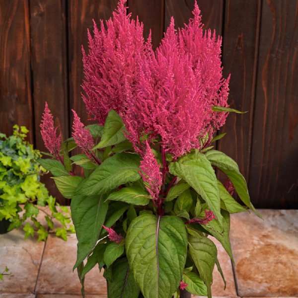 Century Rose Celosia Seed