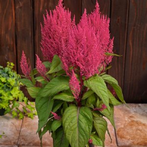 Century Rose Celosia Seed